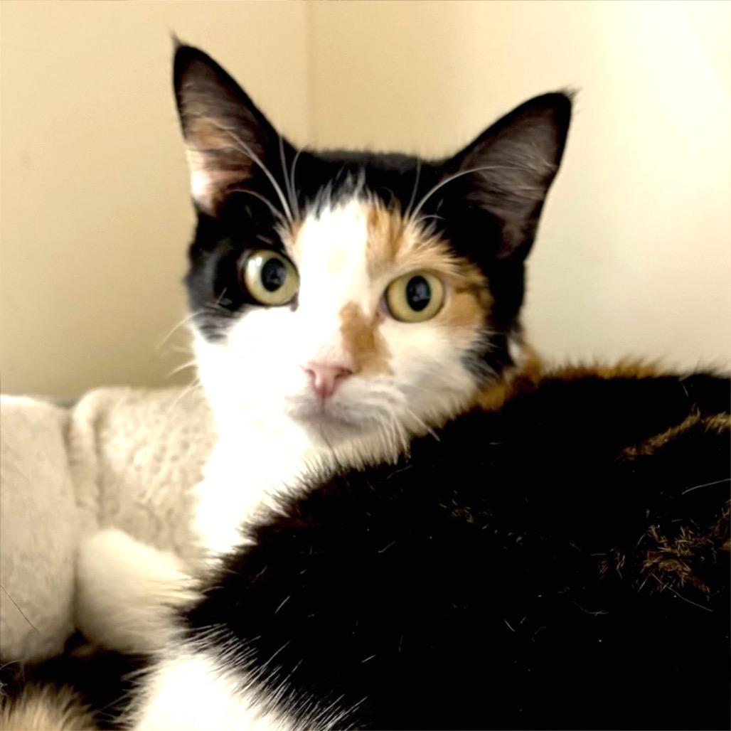 Ru, Adoptable, Adult Female Domestic Short Hair.