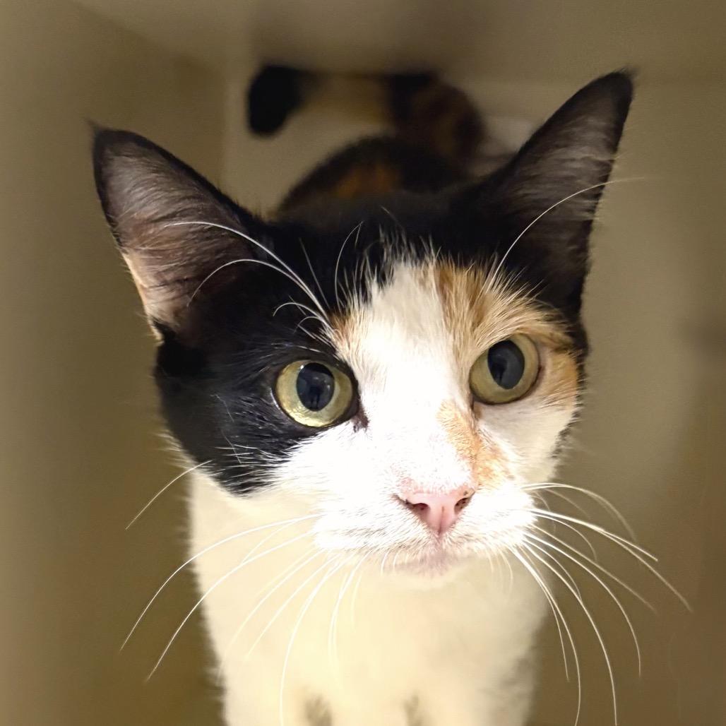 Ru, a Adoptable Domestic Short Hair in Sarasota, FL image 2/4