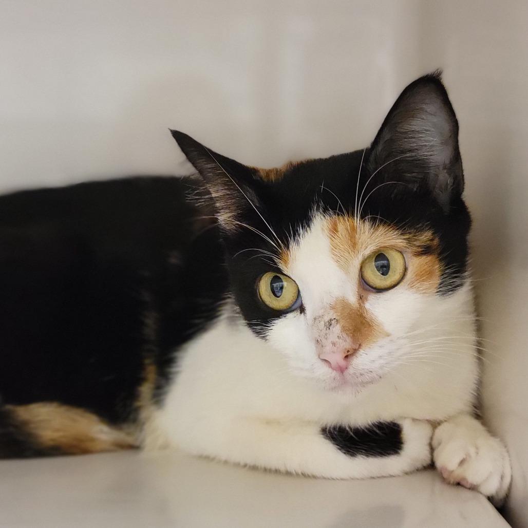 Ru, a Adoptable Domestic Short Hair in Sarasota, FL image 3/4