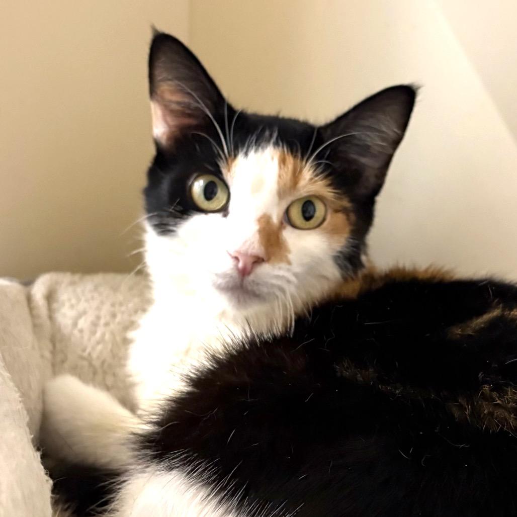 Ru, a Adoptable Domestic Short Hair in Sarasota, FL image 4/4