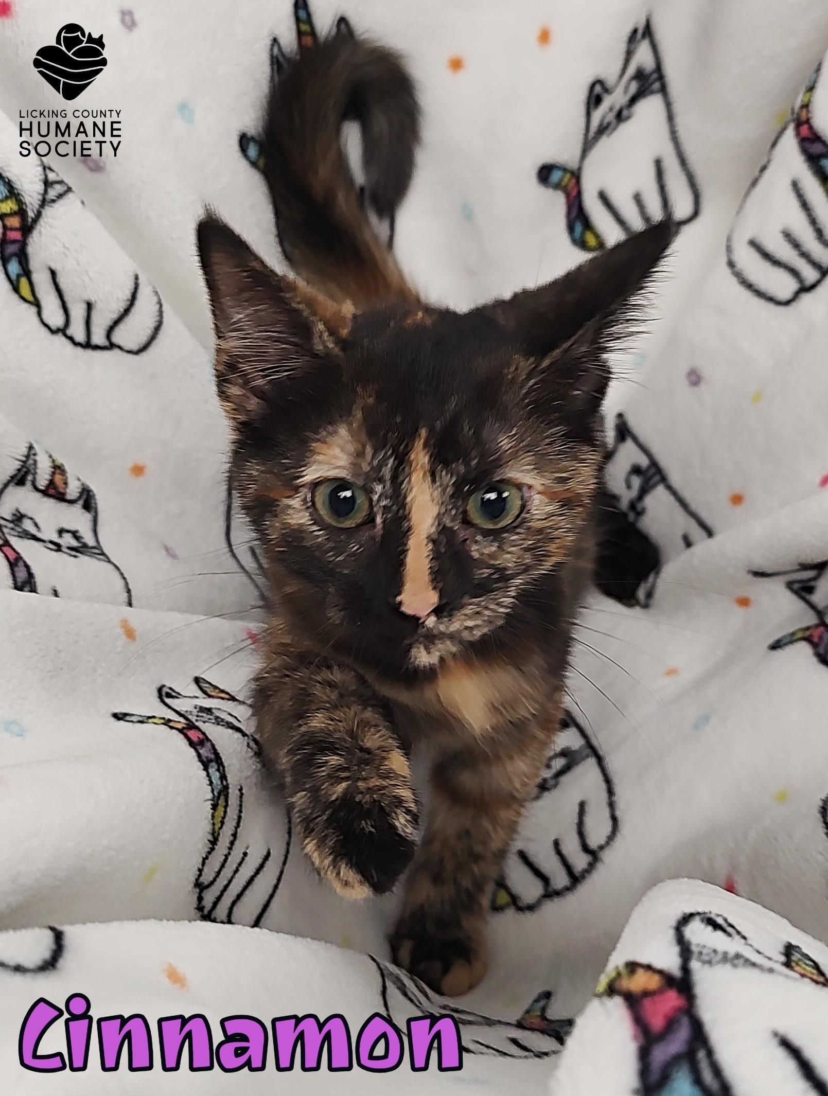 Cinnamon