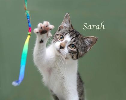 Sarah, a Adoptable mixed breed in Parma, OH image 1/2