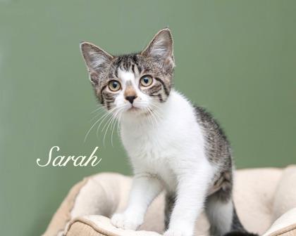 Sarah, a Adoptable mixed breed in Parma, OH image 2/2