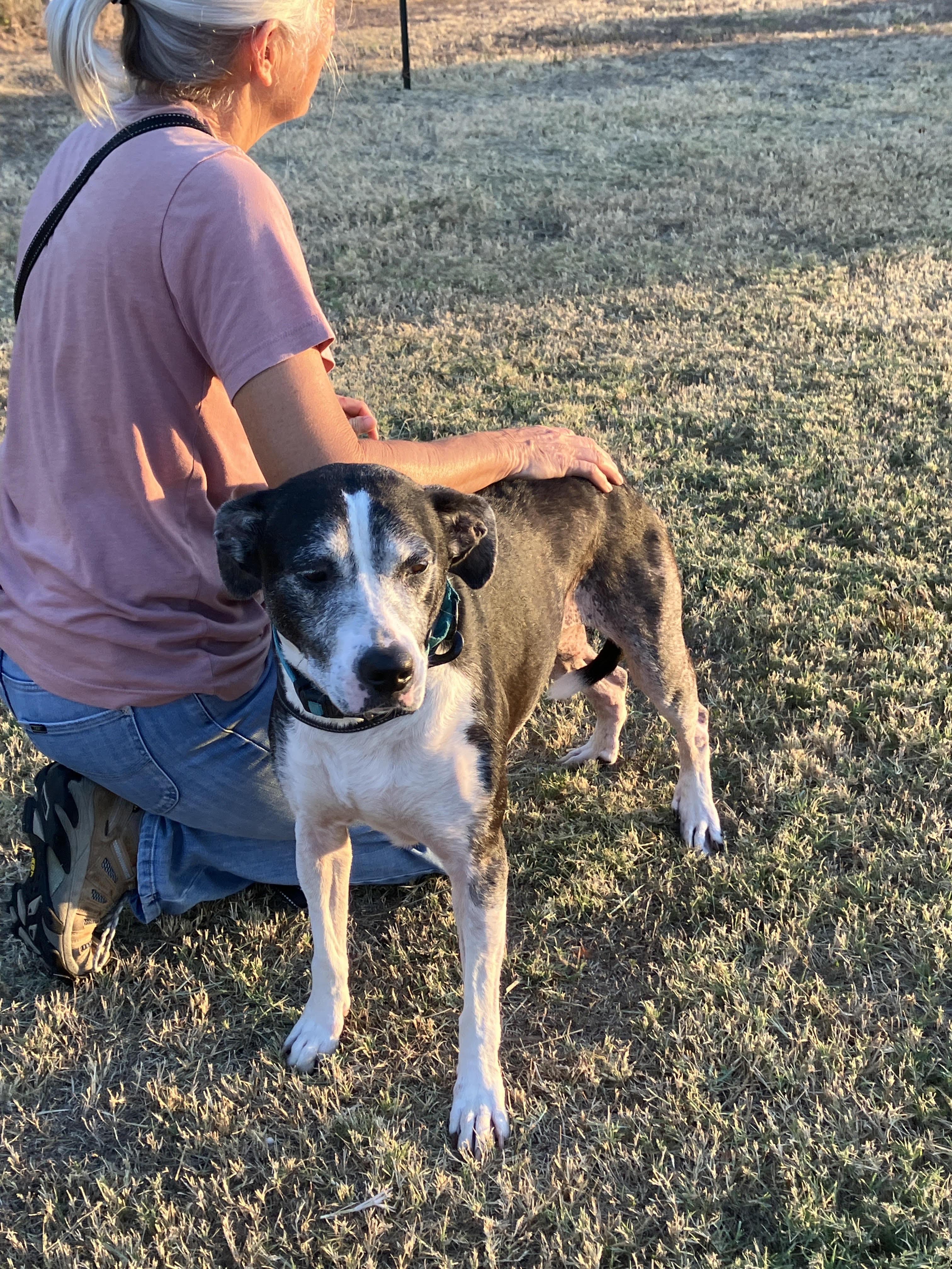 Enlarge DOMINO-Gentle Soul, a Adoptable mixed breed in Syracuse, NY image 2/6