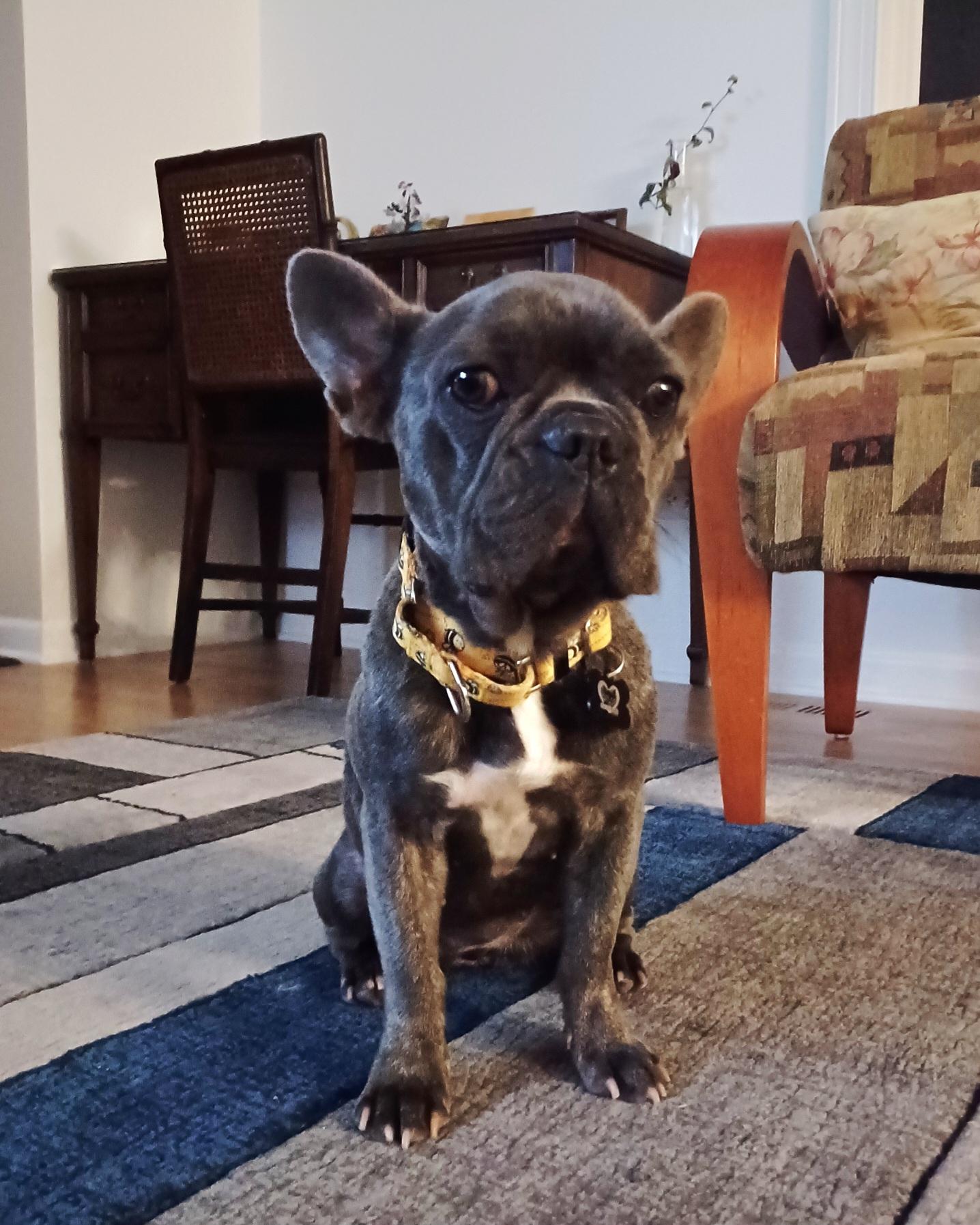 Piper