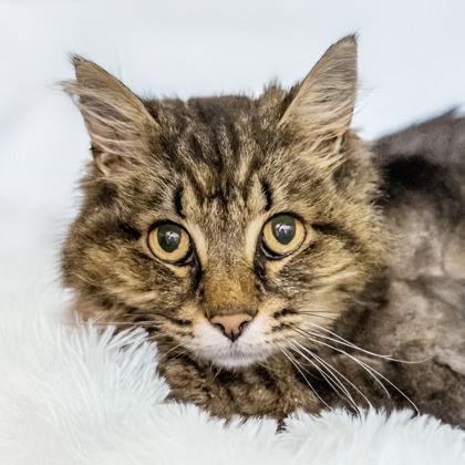Lulu (IN FOSTER), Adoptable, Senior Female Domestic Long Hair & Maine Coon.