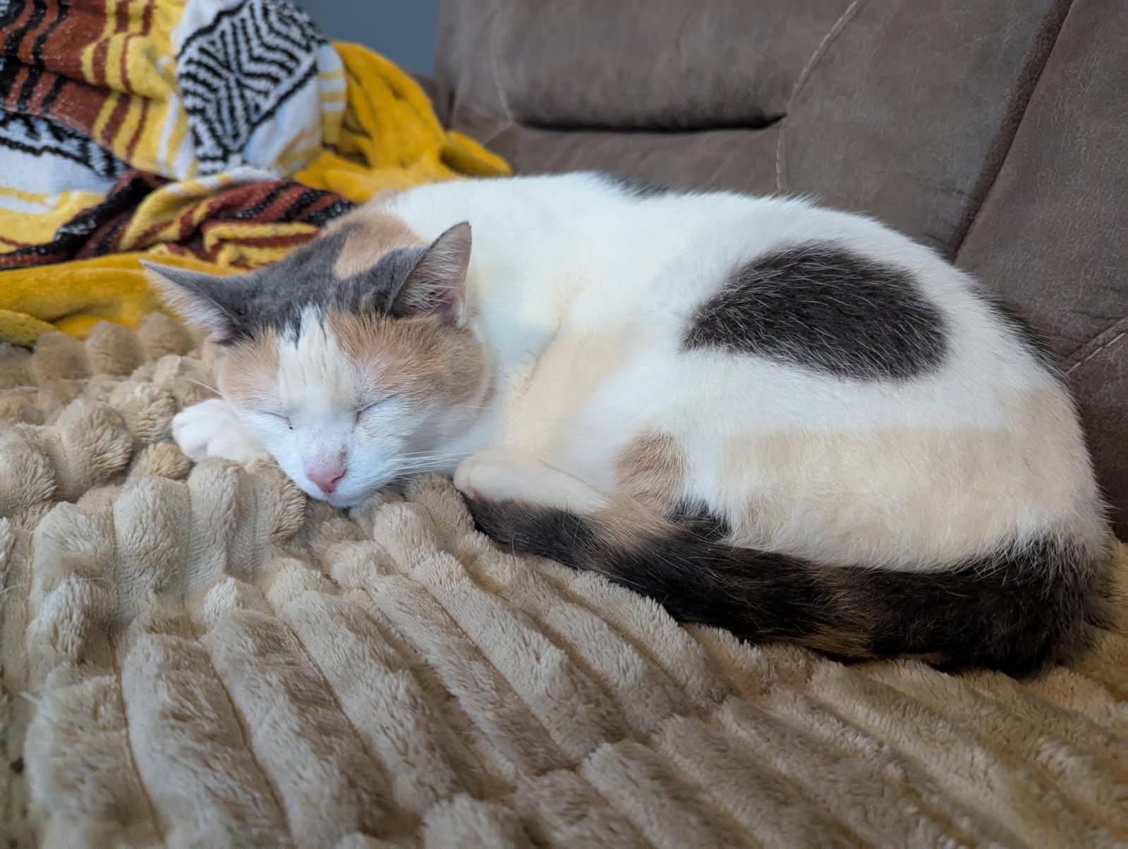 Enlarge Tessa, an adopted Calico in Somerset, KY image 2/2