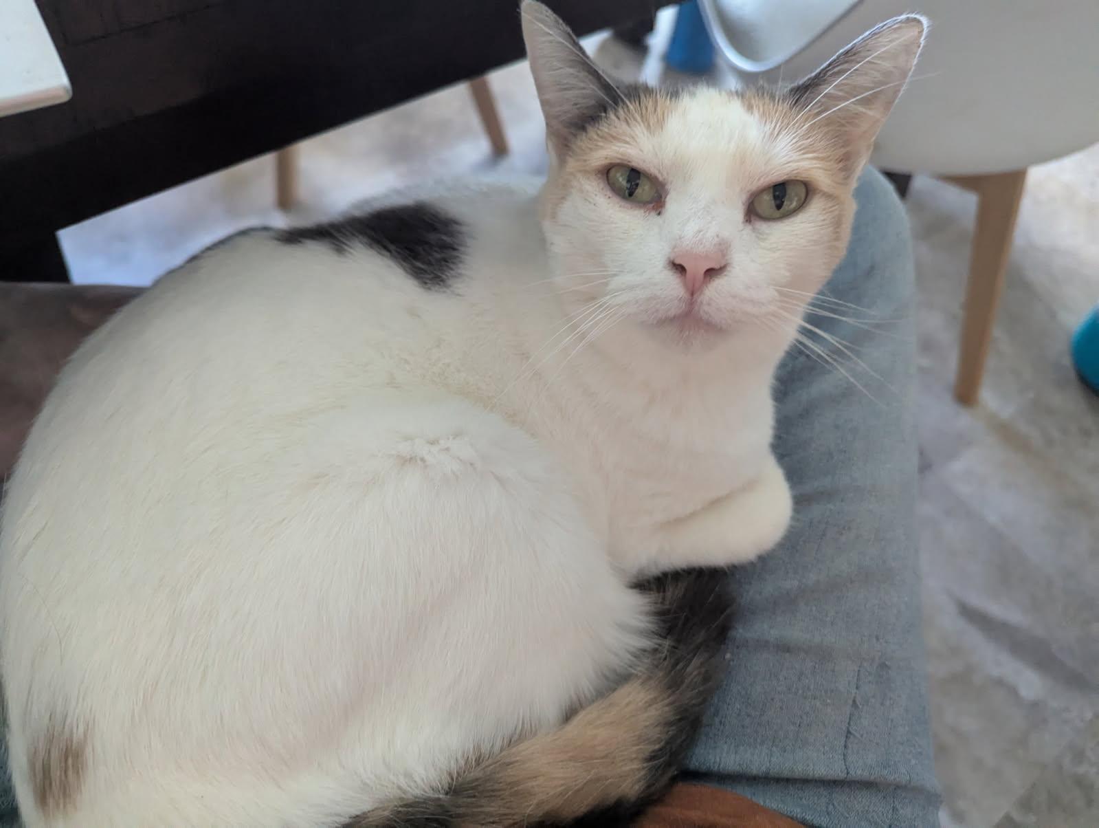 Enlarge Tessa, an adopted Calico in Somerset, KY image 1/2