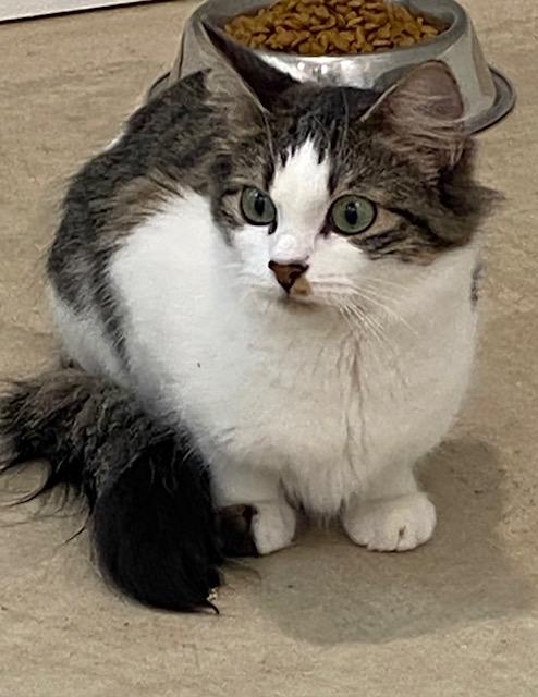 Stella