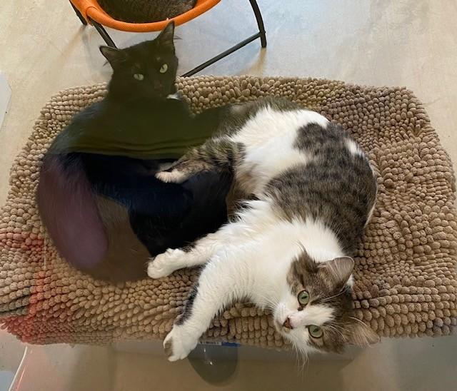Stella