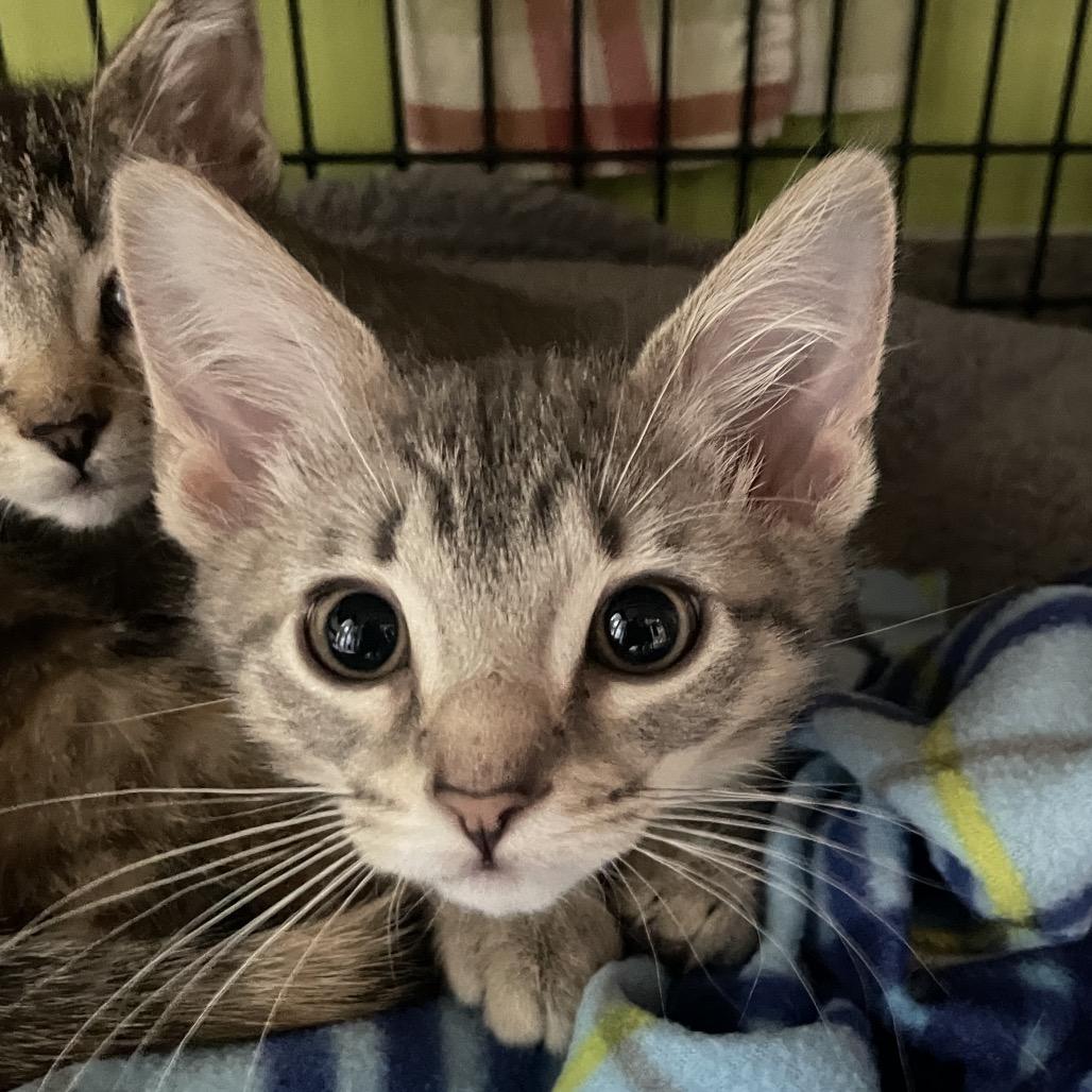 Mac n Cheese, Adoptable, Kitten Female Domestic Short Hair.