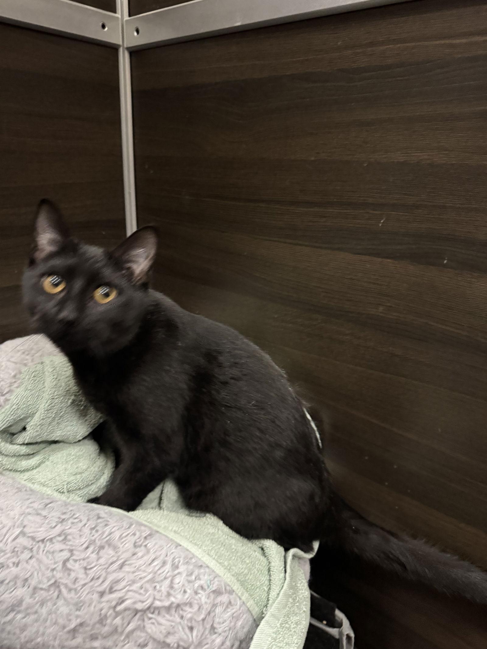 Jingle, a Adoptable Domestic Short Hair in Duluth, MN image 1/2