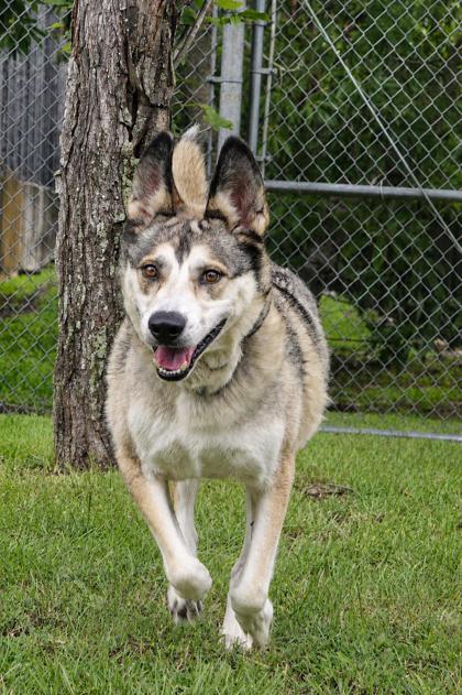 Prince, Adoptable, Adult Male Siberian Husky & Mixed Breed.
