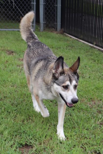 Enlarge Prince, a Adoptable mixed breed in New Orleans, LA image 2/3