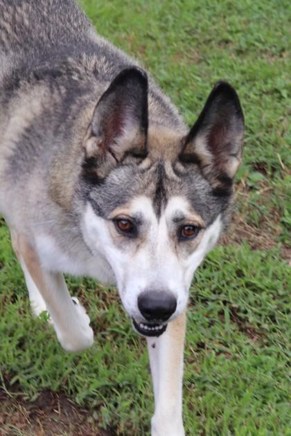 Enlarge Prince, a Adoptable mixed breed in New Orleans, LA image 3/3