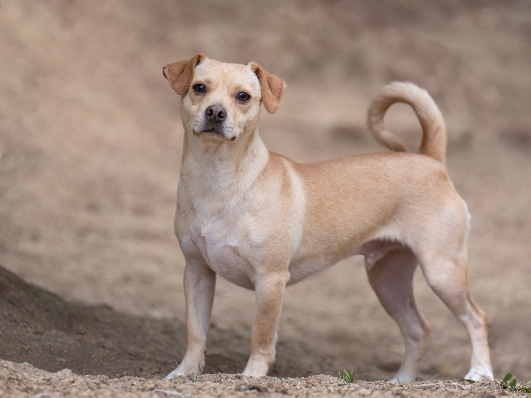 Fin, adoptable, Puppy Male Dachshund & Chihuahua.