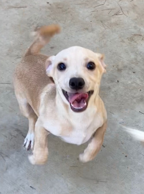 Enlarge Fin, an adoptable mixed breed in Ramona, CA image 2/5