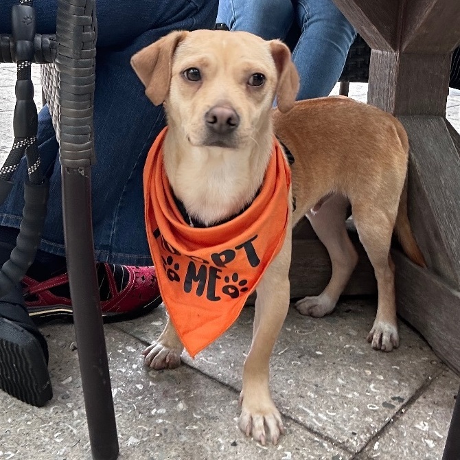 Enlarge Fin, an adoptable mixed breed in Ramona, CA image 3/5