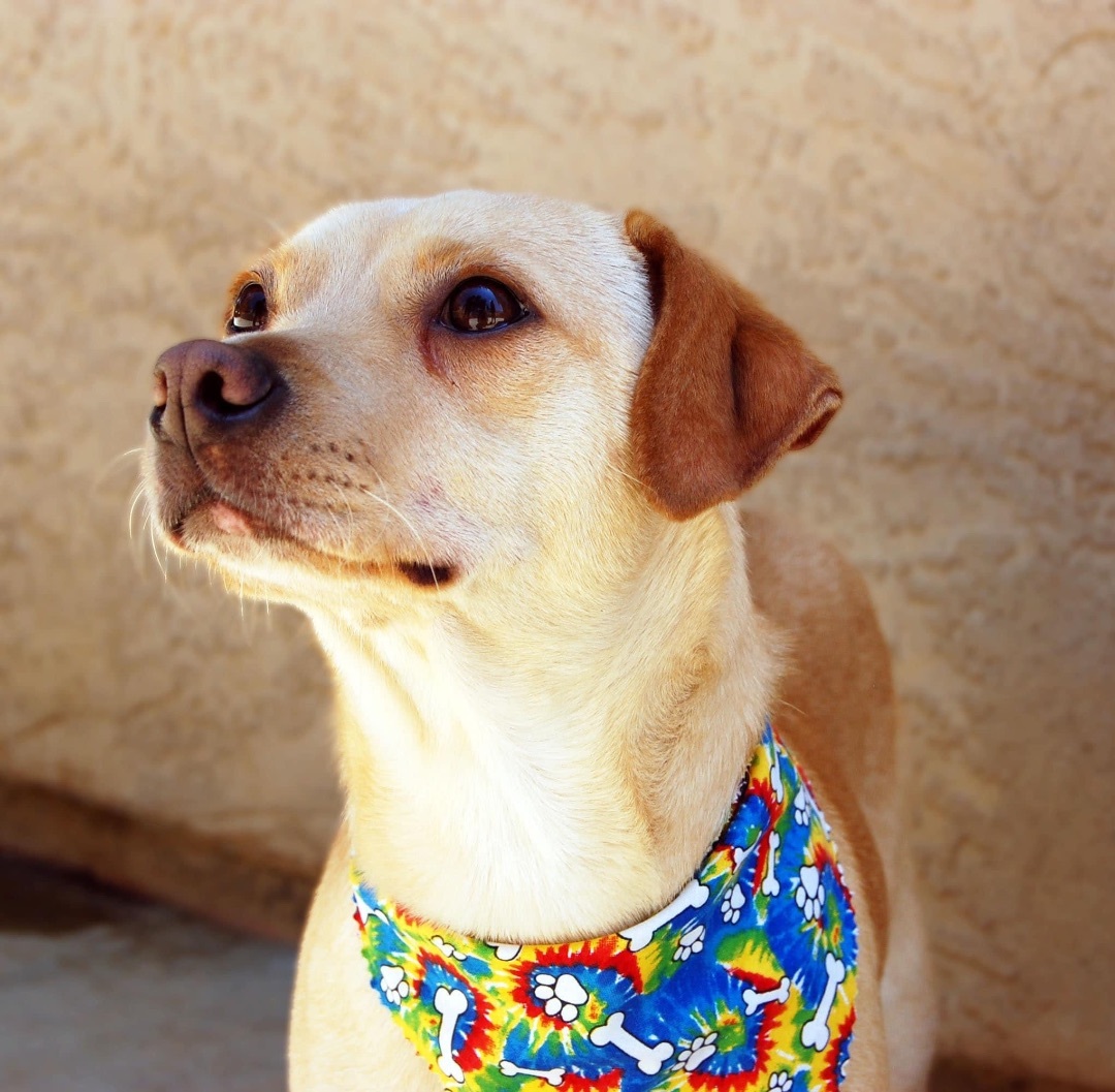 Enlarge Fin, an adoptable mixed breed in Ramona, CA image 5/5