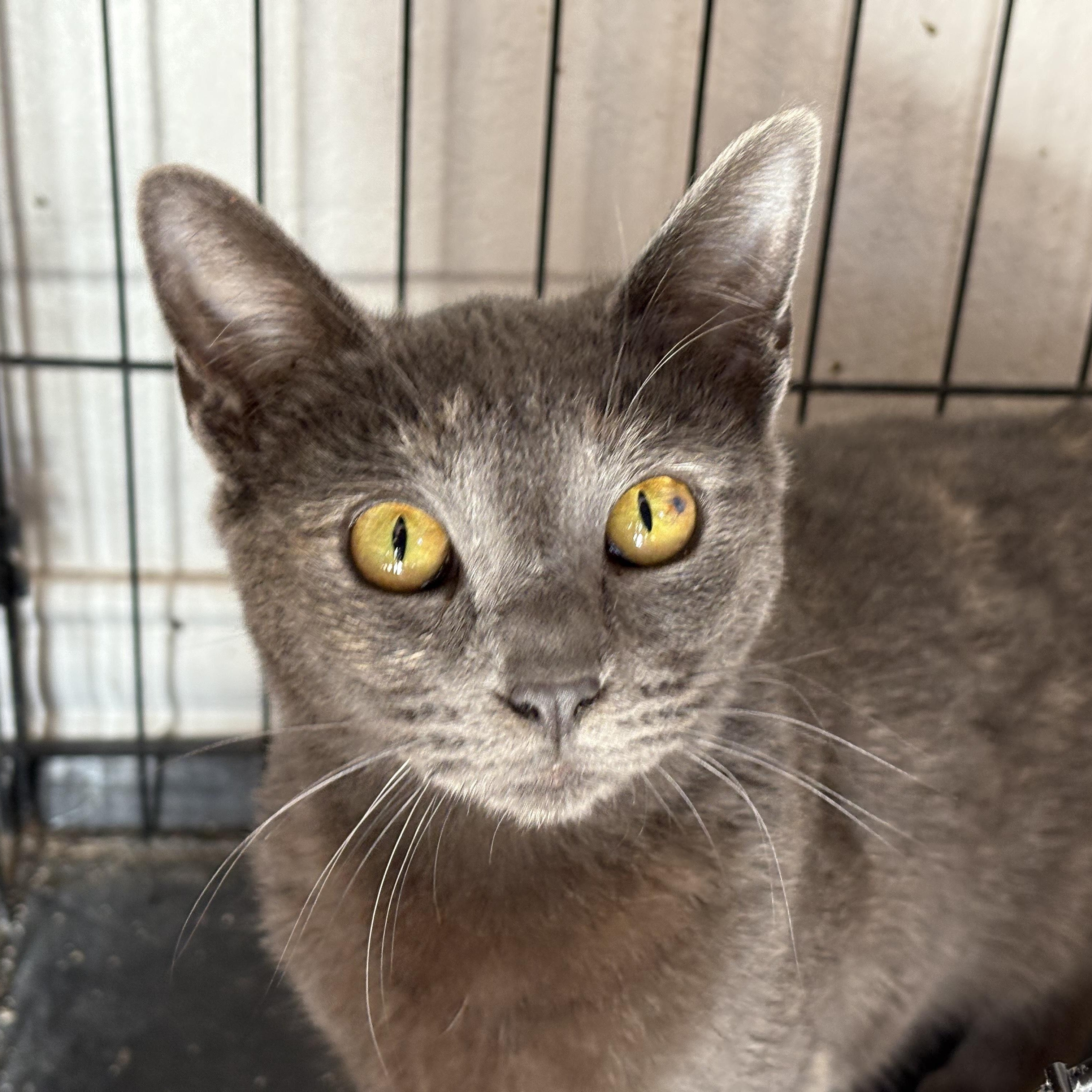 Moon Dust thumbnail 2