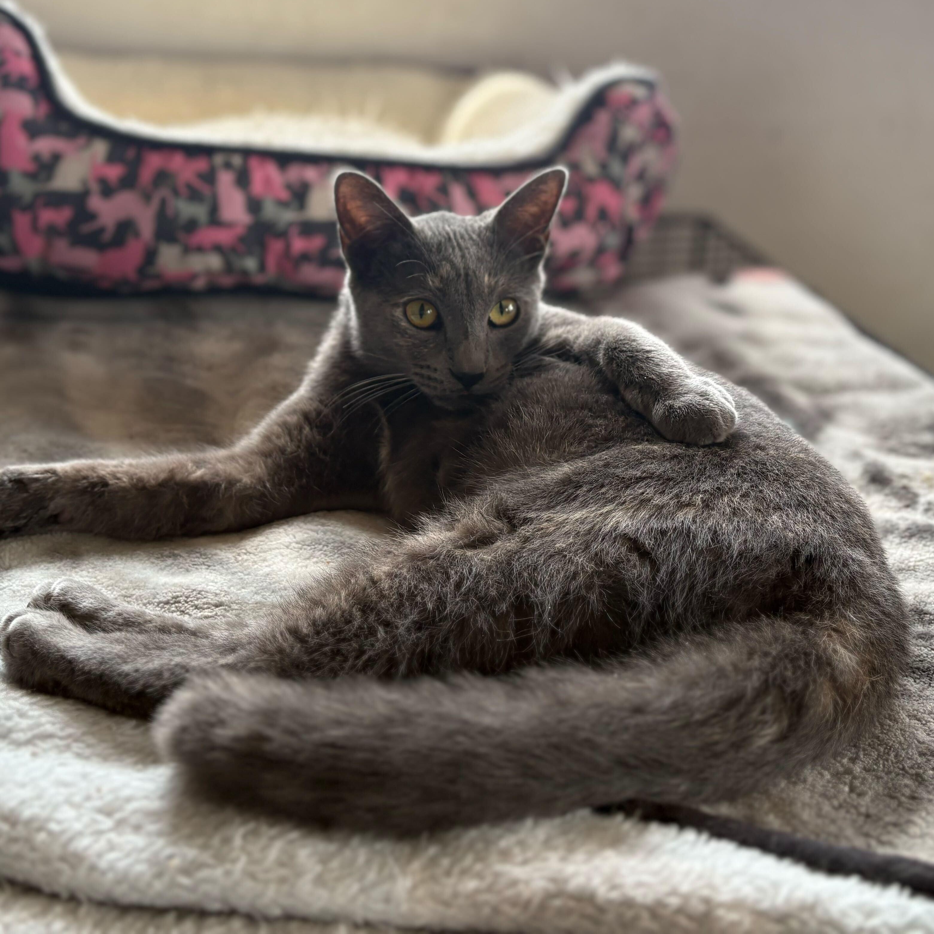 Enlarge Moon Dust, a Adoptable Dilute Tortoiseshell in Las Cruces, NM image 1/2