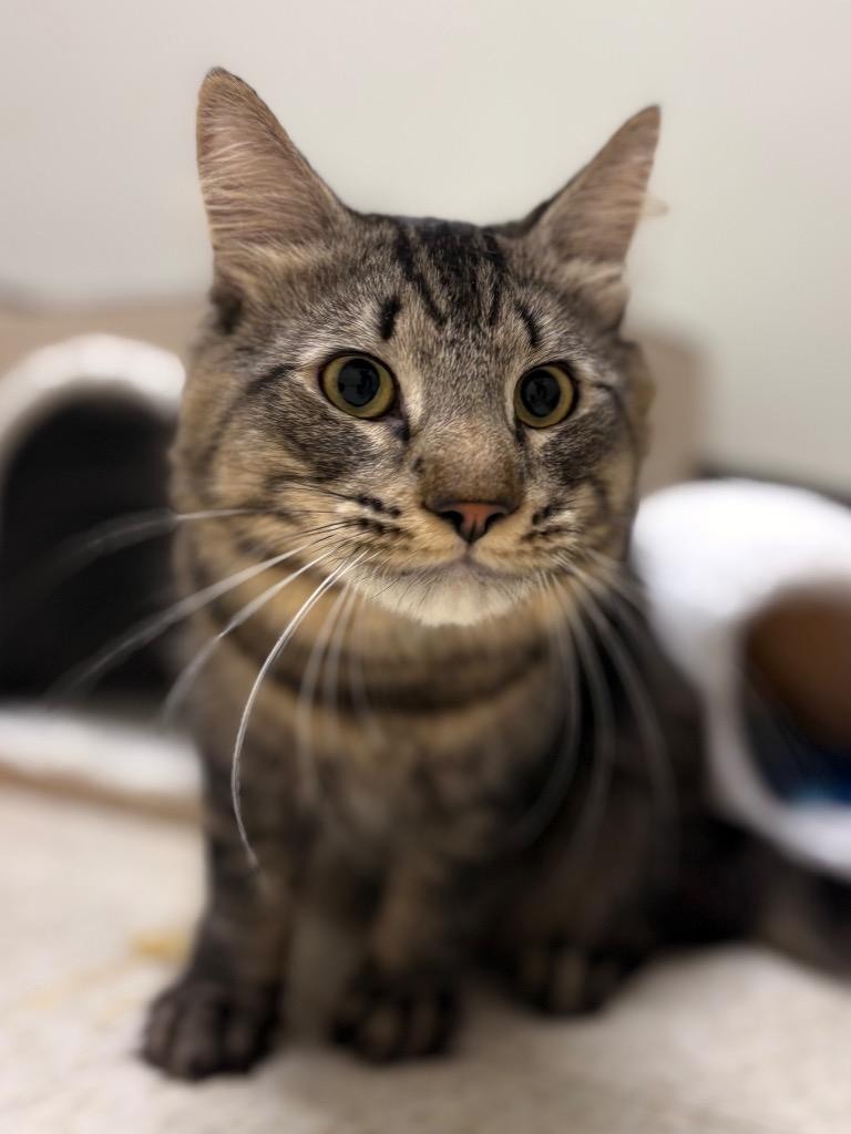 Rogue, Adoptable, Young Male Domestic Medium Hair.