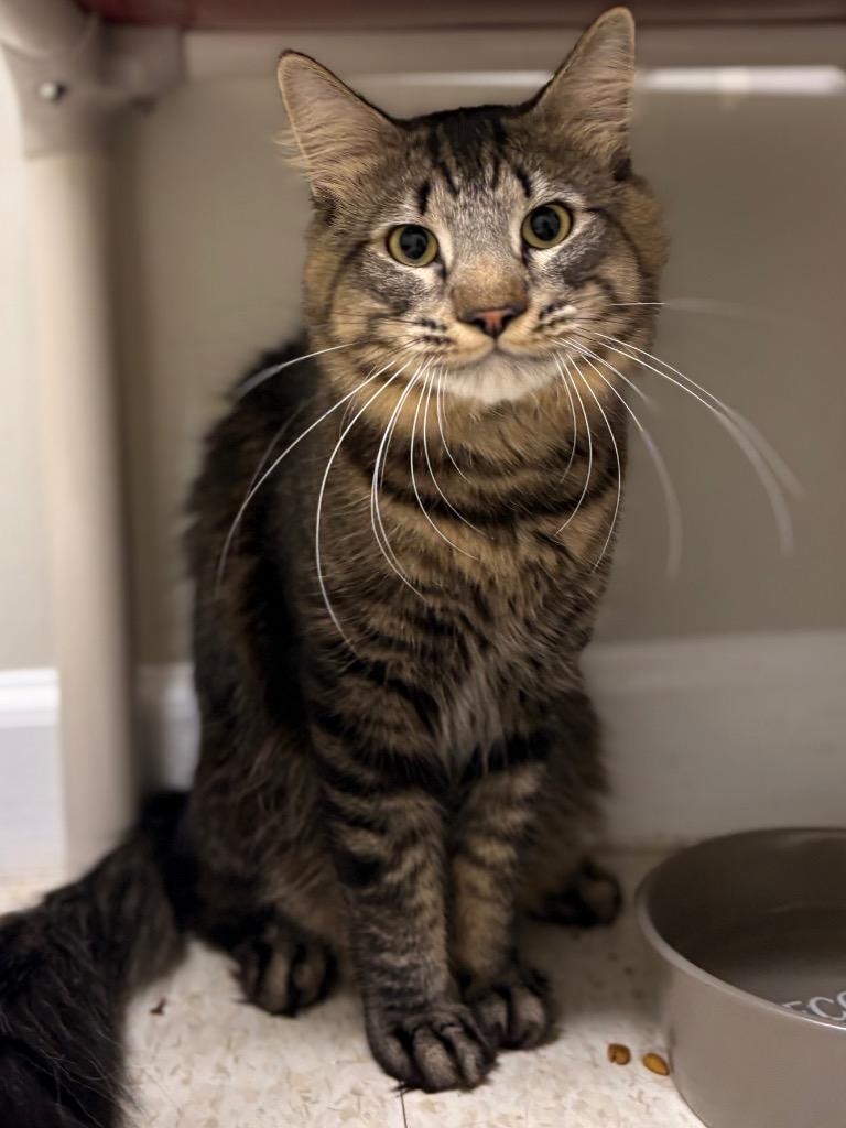 Enlarge Rogue, a Adoptable mixed breed in Fall River, MA image 2/6