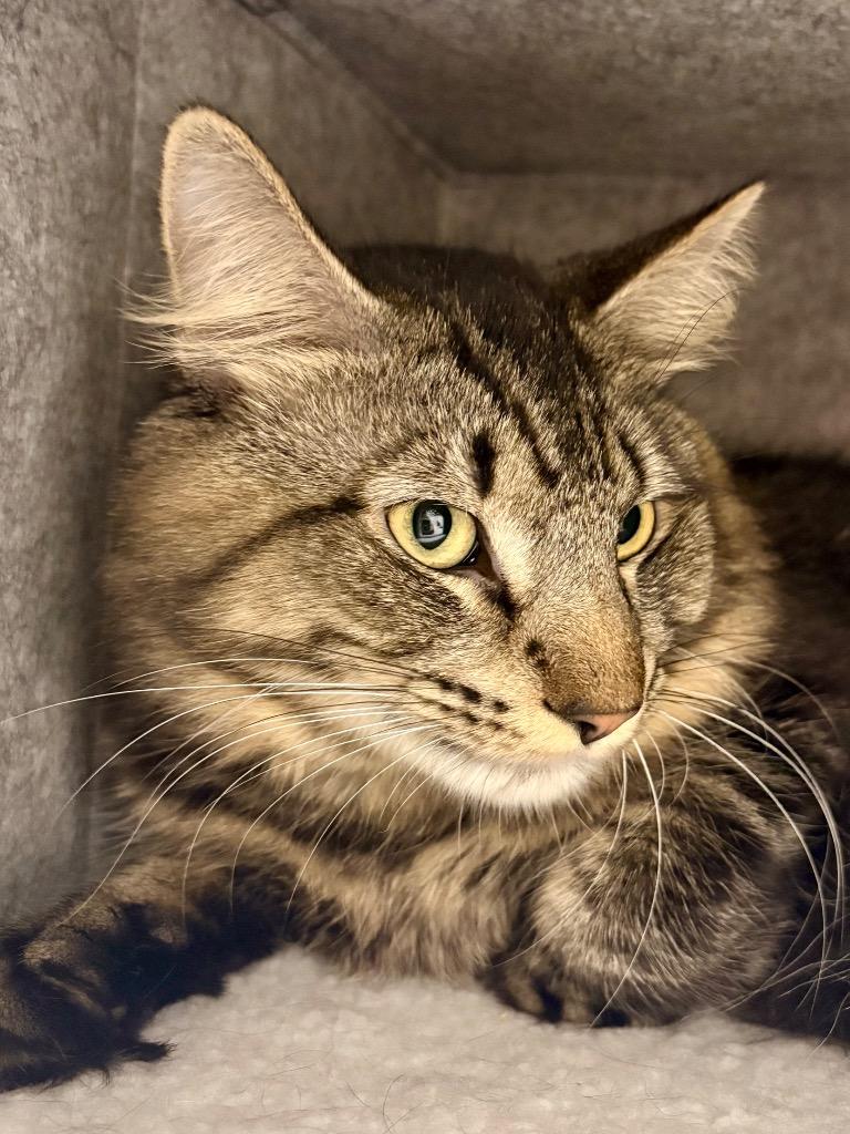 Enlarge Rogue, a Adoptable mixed breed in Fall River, MA image 3/6