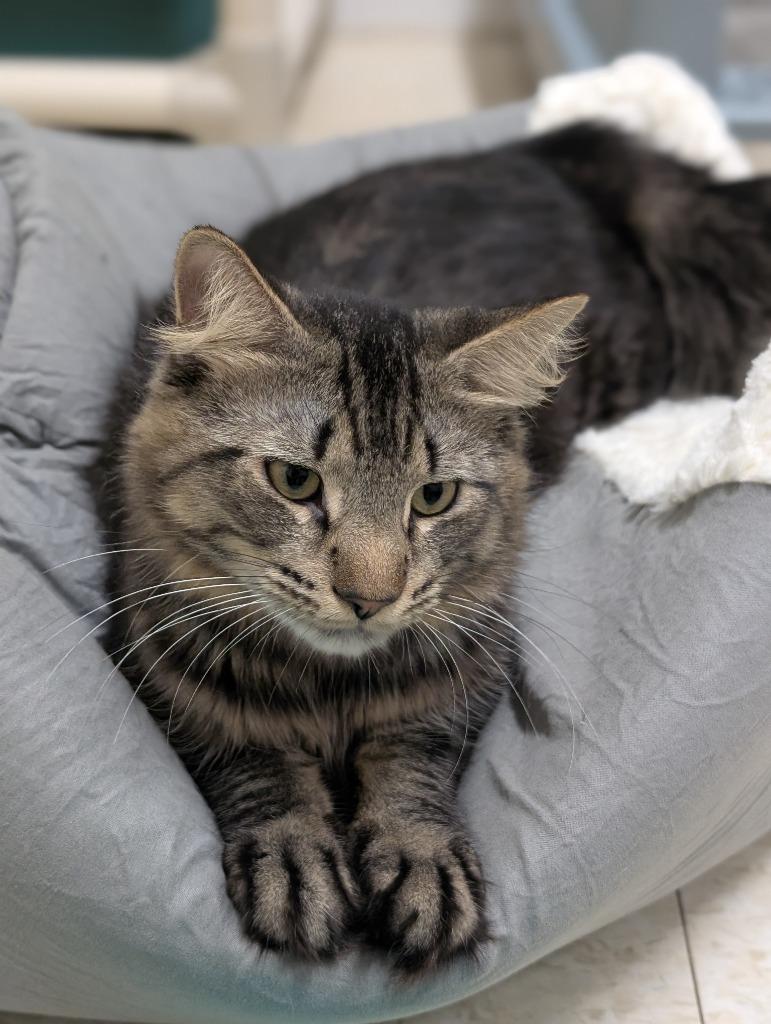 Enlarge Rogue, a Adoptable mixed breed in Fall River, MA image 4/6
