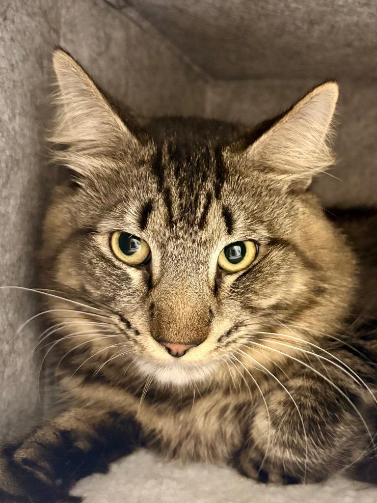 Enlarge Rogue, a Adoptable mixed breed in Fall River, MA image 5/6