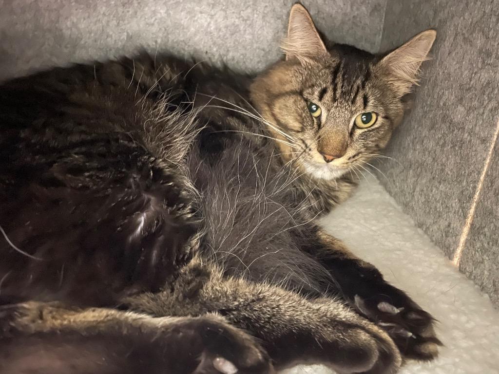 Enlarge Rogue, a Adoptable mixed breed in Fall River, MA image 6/6