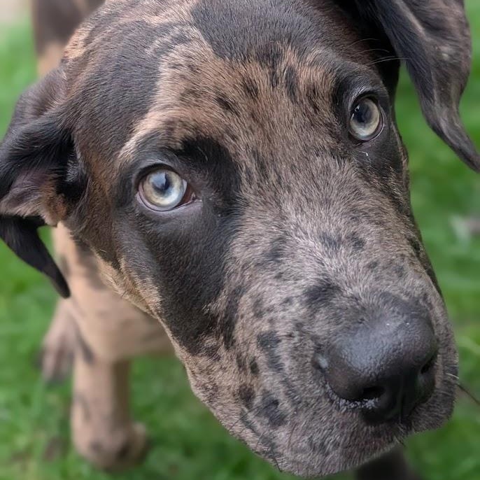 Enlarge Cupid, a ADOPTABLE mixed breed in Alma, MI image 1/4