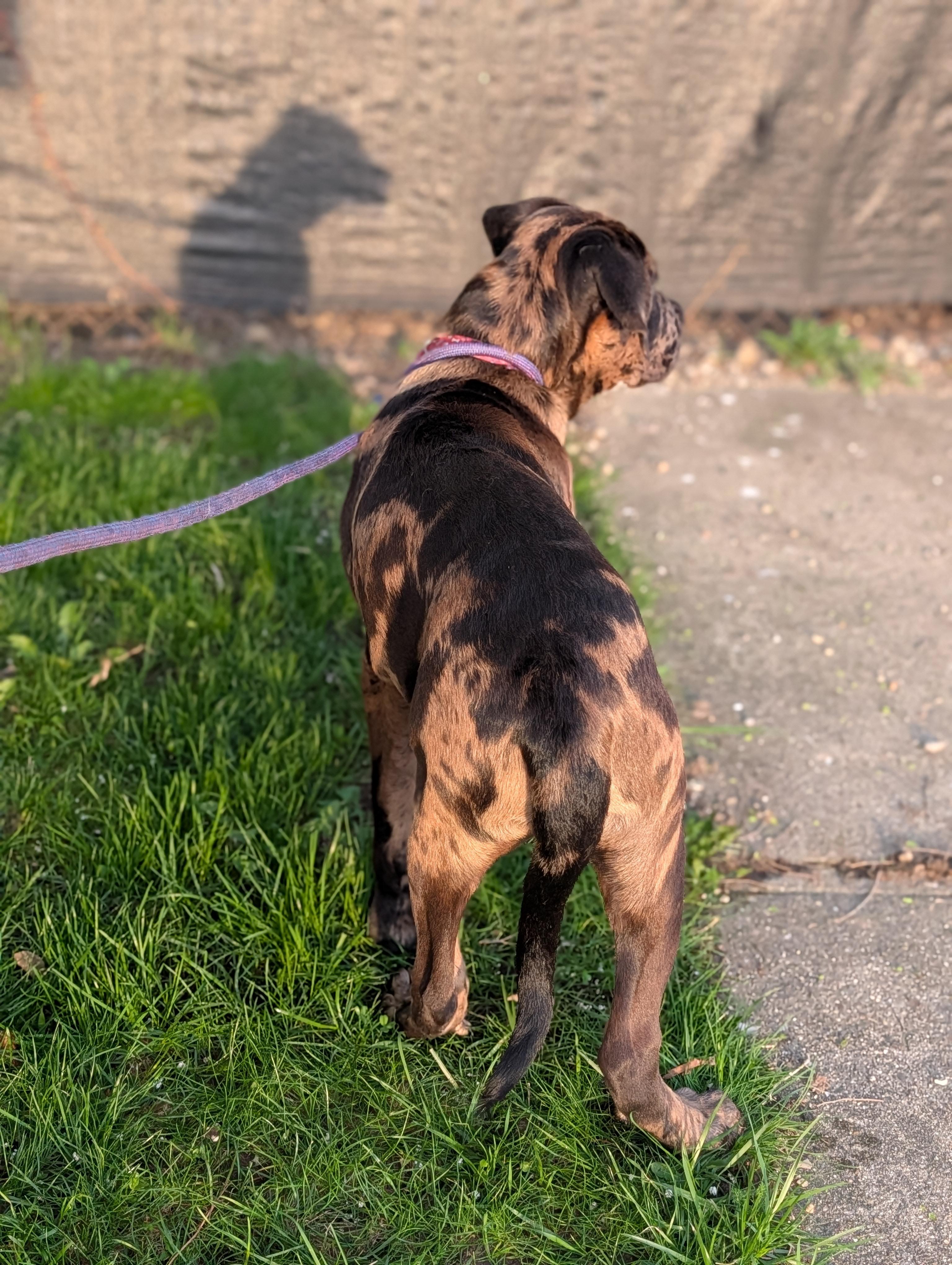 Enlarge Cupid, a ADOPTABLE mixed breed in Alma, MI image 3/4