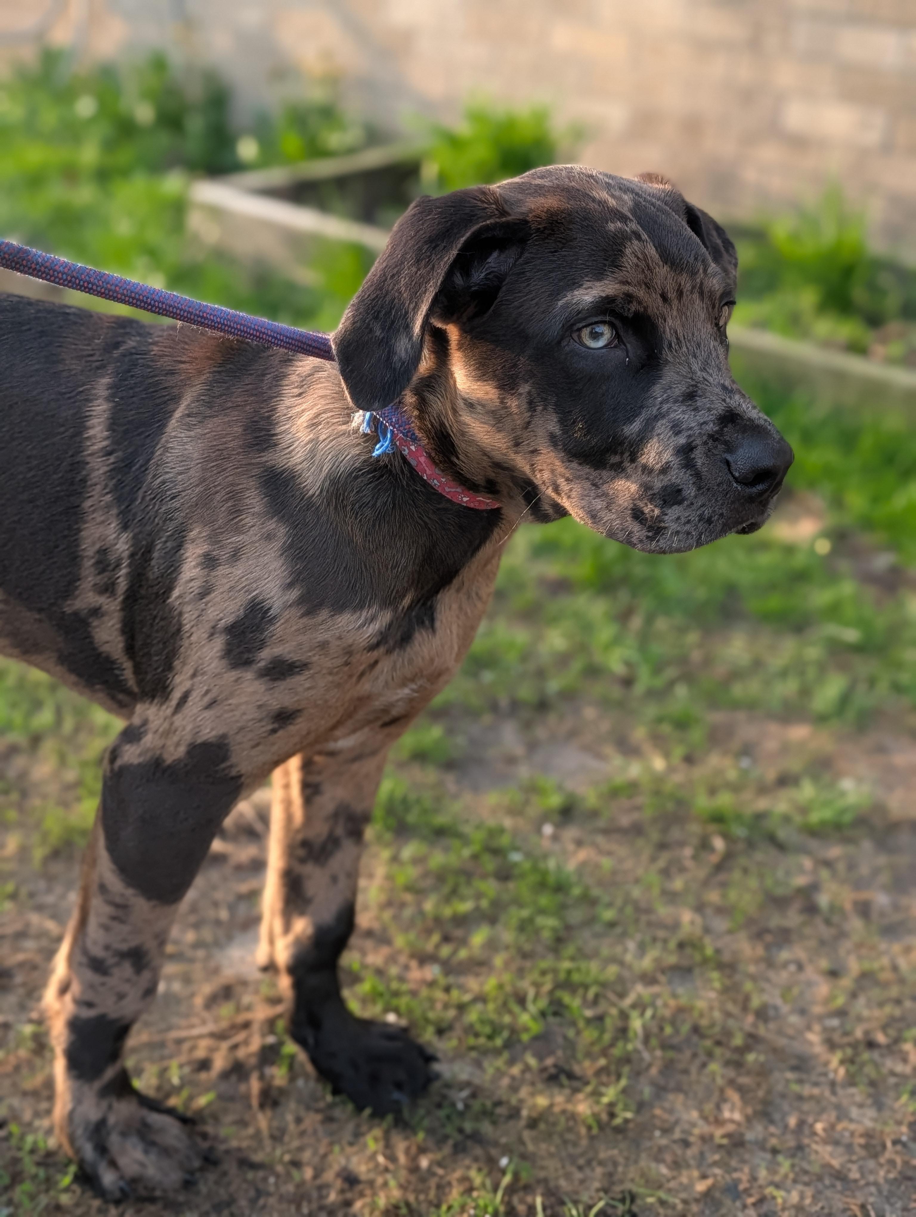 Enlarge Cupid, a ADOPTABLE mixed breed in Alma, MI image 4/4