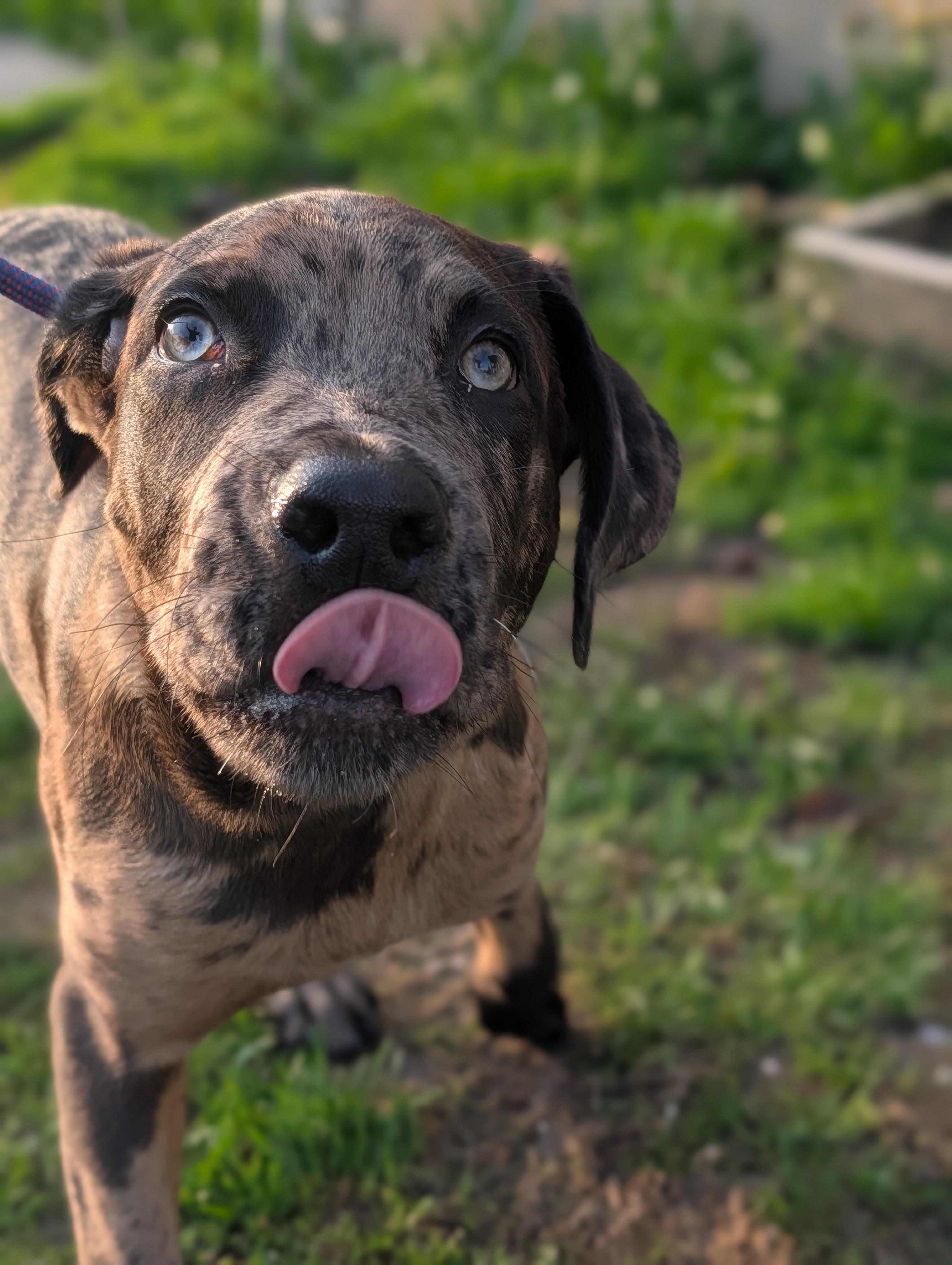 Enlarge Cupid, a ADOPTABLE mixed breed in Alma, MI image 2/4