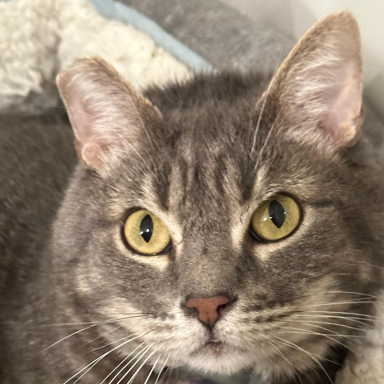 Bud, Adoptable, Senior Male Domestic Short Hair.