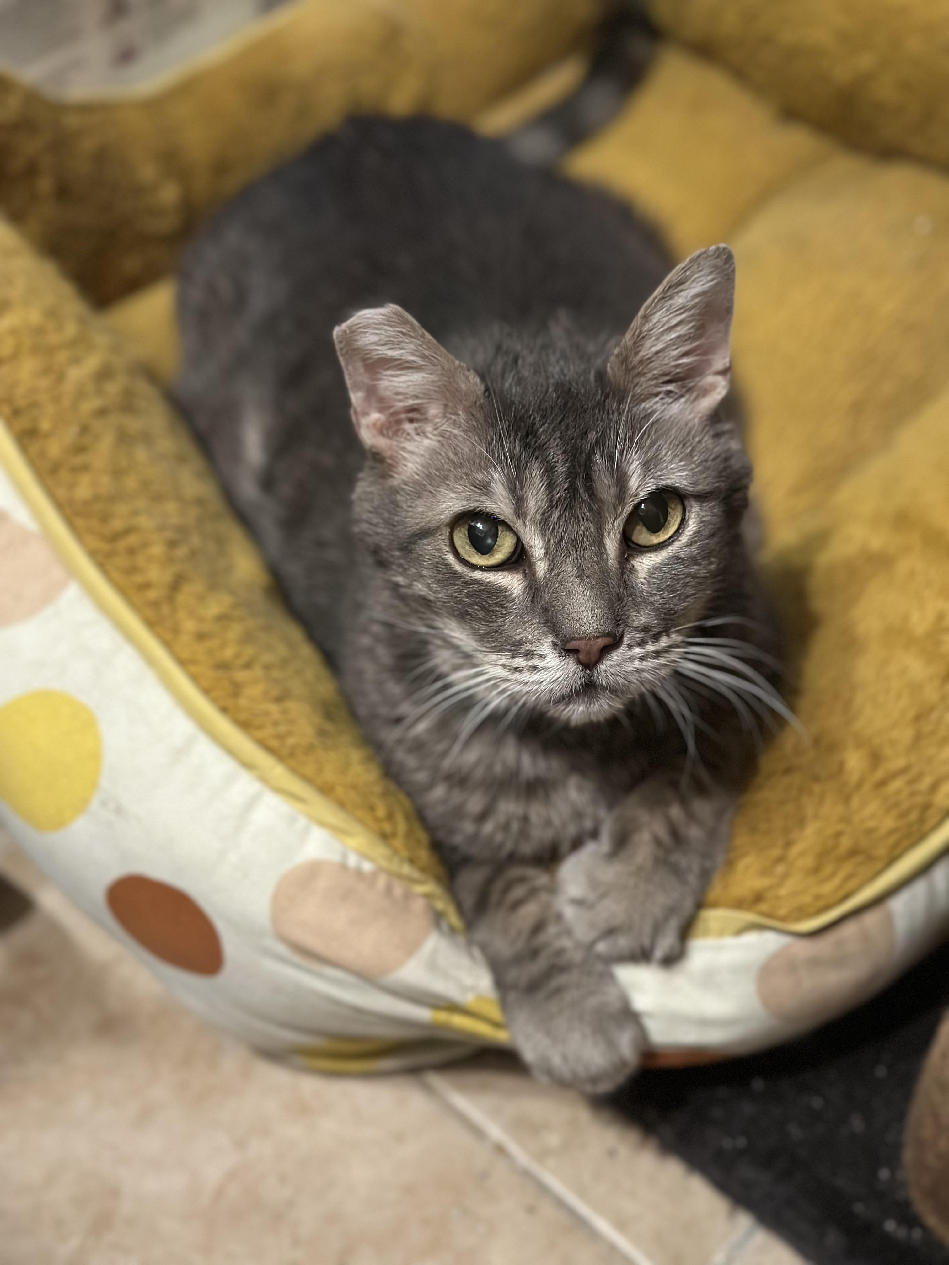 Bud, a Adoptable Domestic Short Hair in Sherman Oaks, CA image 3/6