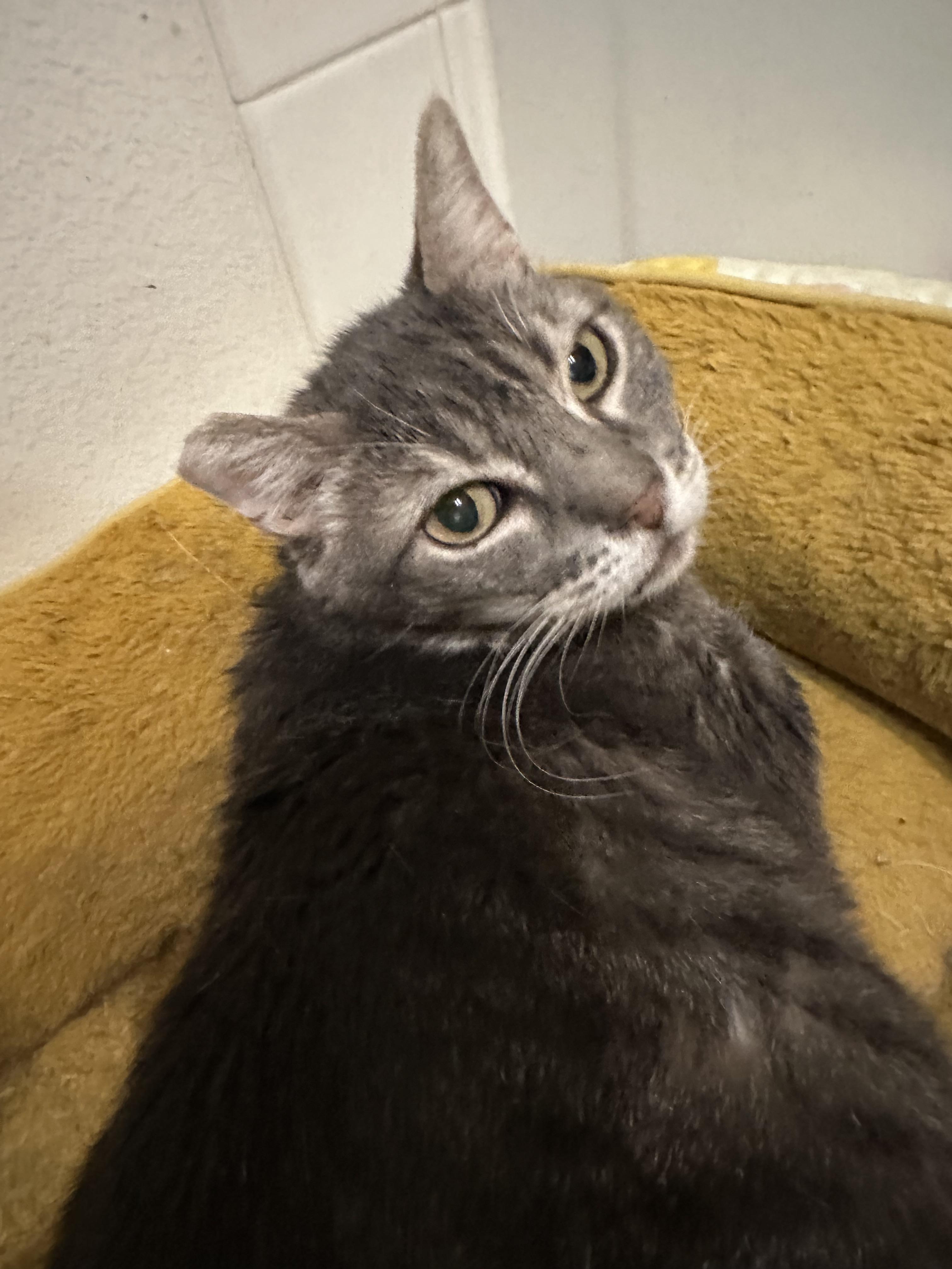 Bud, a Adoptable Domestic Short Hair in Sherman Oaks, CA image 4/6