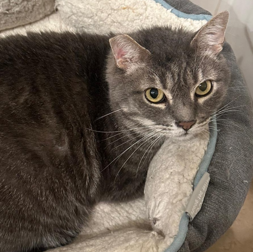 Bud, a Adoptable Domestic Short Hair in Sherman Oaks, CA image 5/6