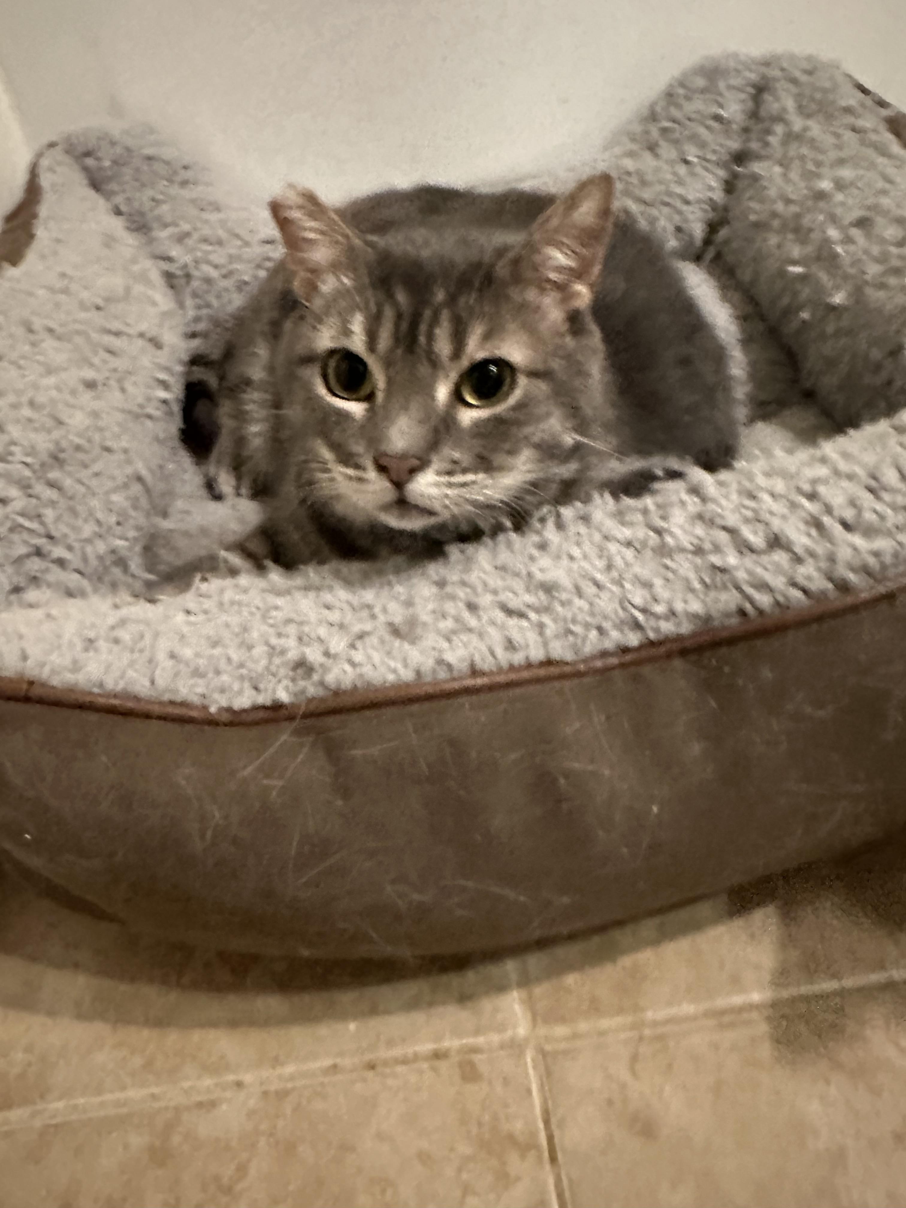 Bud, a Adoptable Domestic Short Hair in Sherman Oaks, CA image 6/6