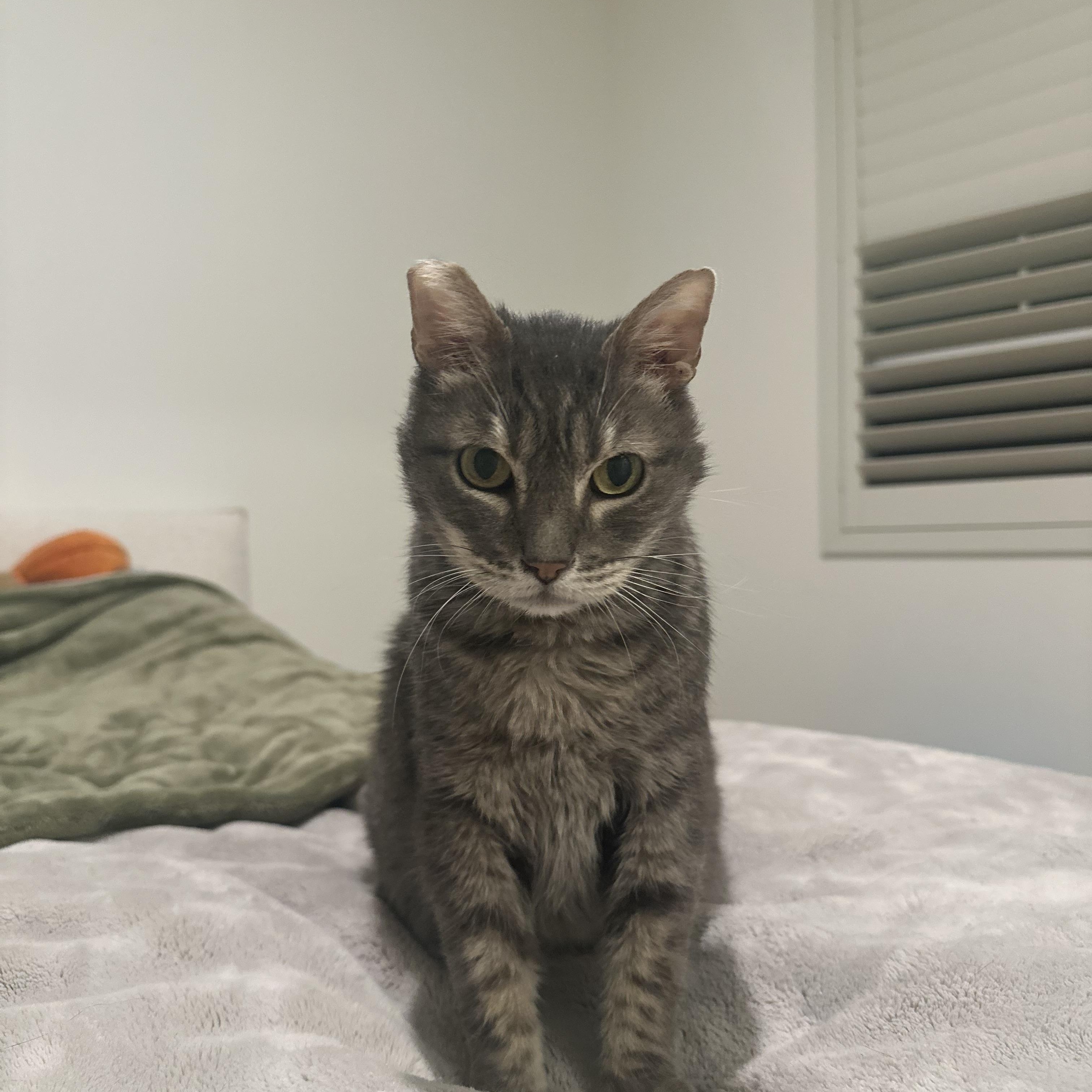 Enlarge Bud, a Adoptable Domestic Short Hair in Sherman Oaks, CA image 1/5