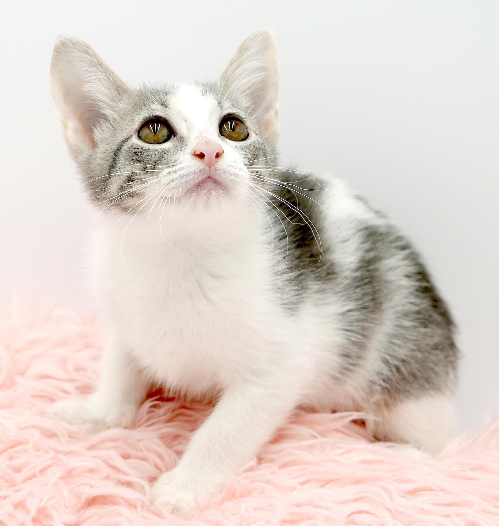 Callisto is our goddess of love n' snuggles!  Has black eyeliner WOW!