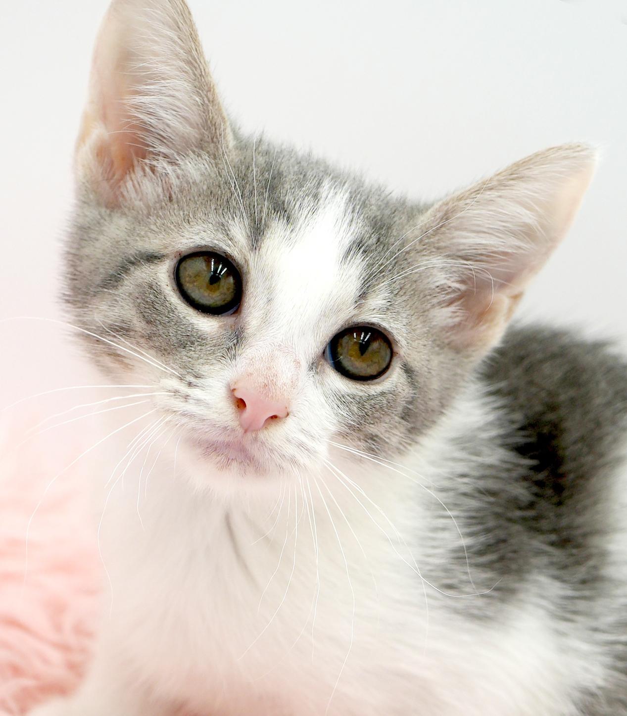 Callisto is our goddess of love n' snuggles!  Has black eyeliner WOW!