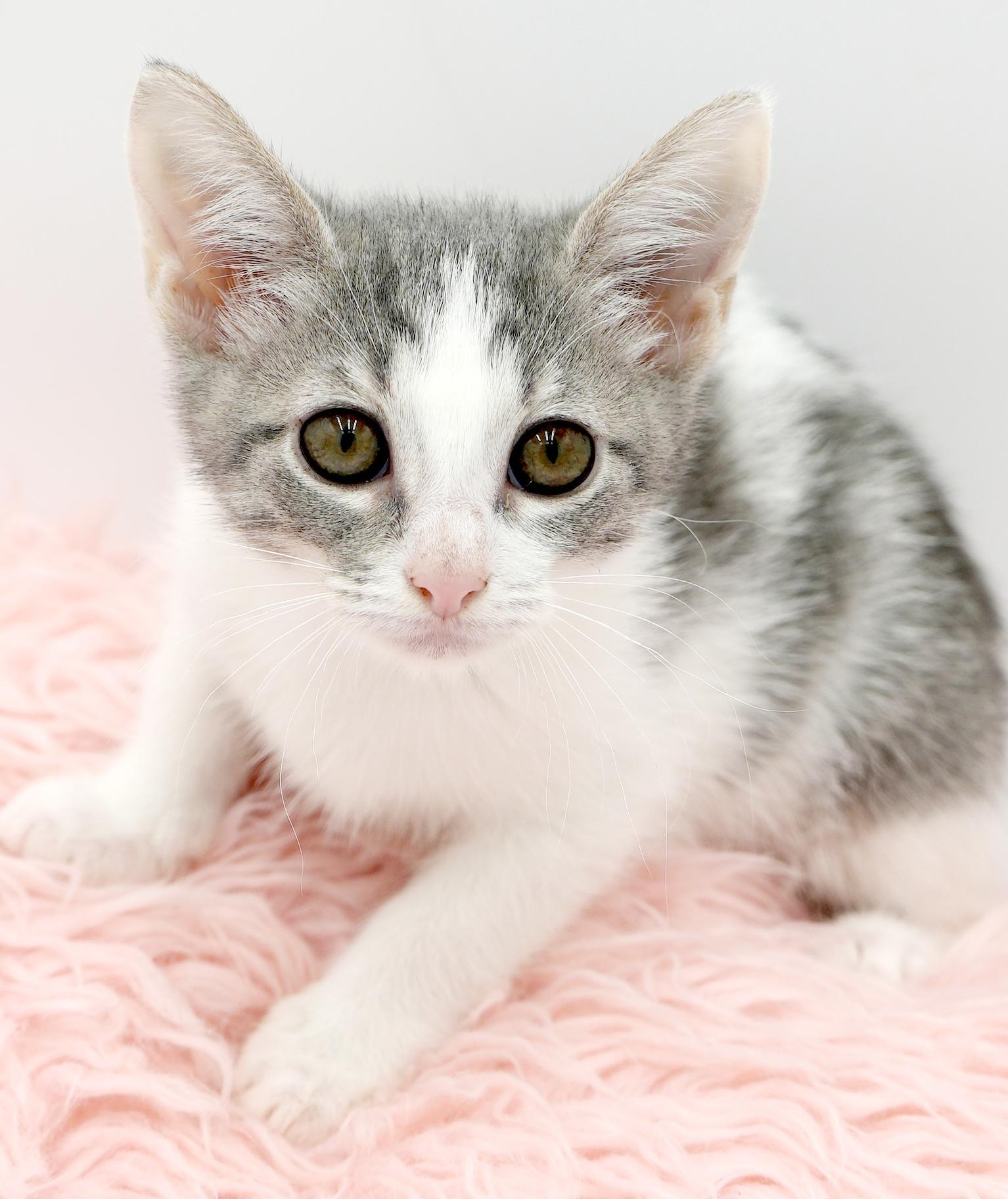 Callisto is our goddess of love n' snuggles!  Has black eyeliner WOW!