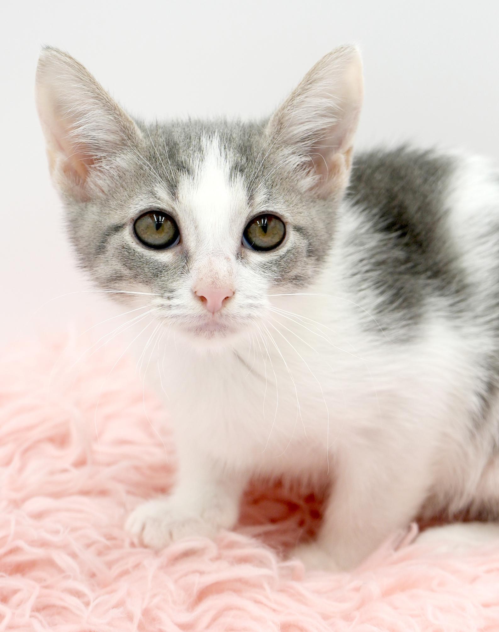 Callisto is our goddess of love n' snuggles!  Has black eyeliner WOW!