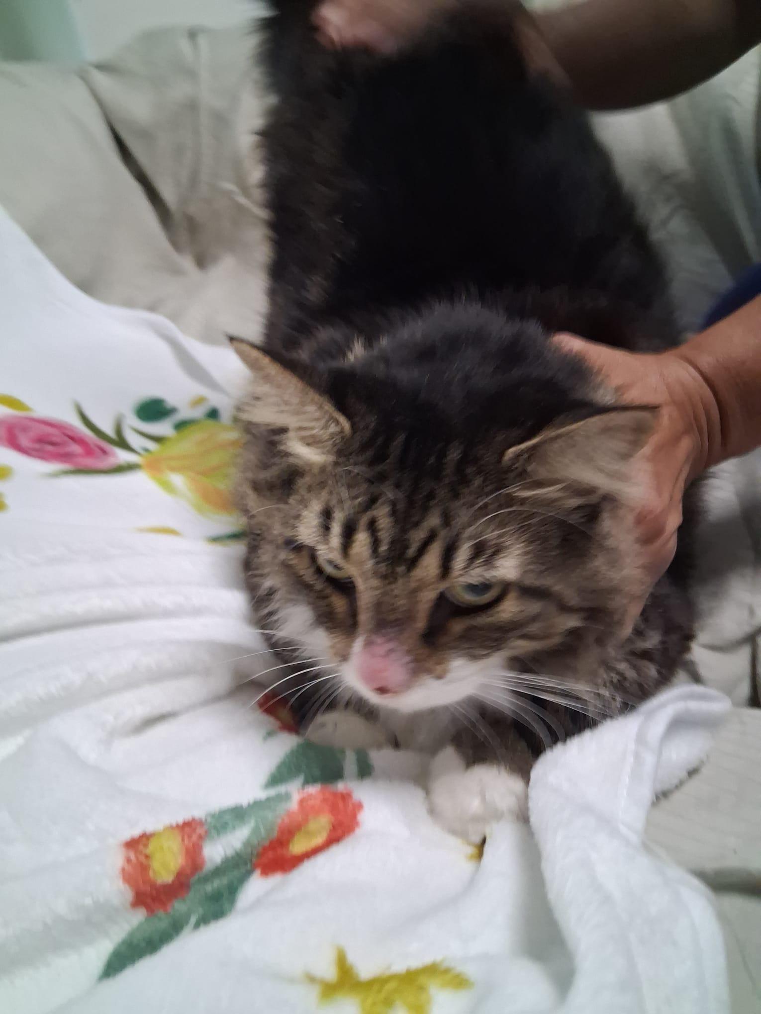 Enlarge Cookie Girl, a Adoptable Maine Coon in Parkland, FL image 3/4