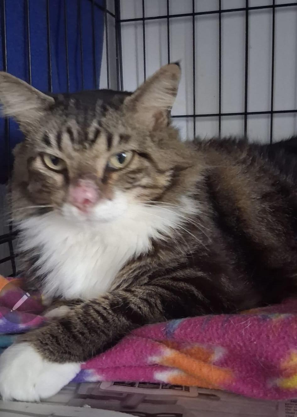 Enlarge Cookie Girl, a Adoptable Maine Coon in Parkland, FL image 2/4