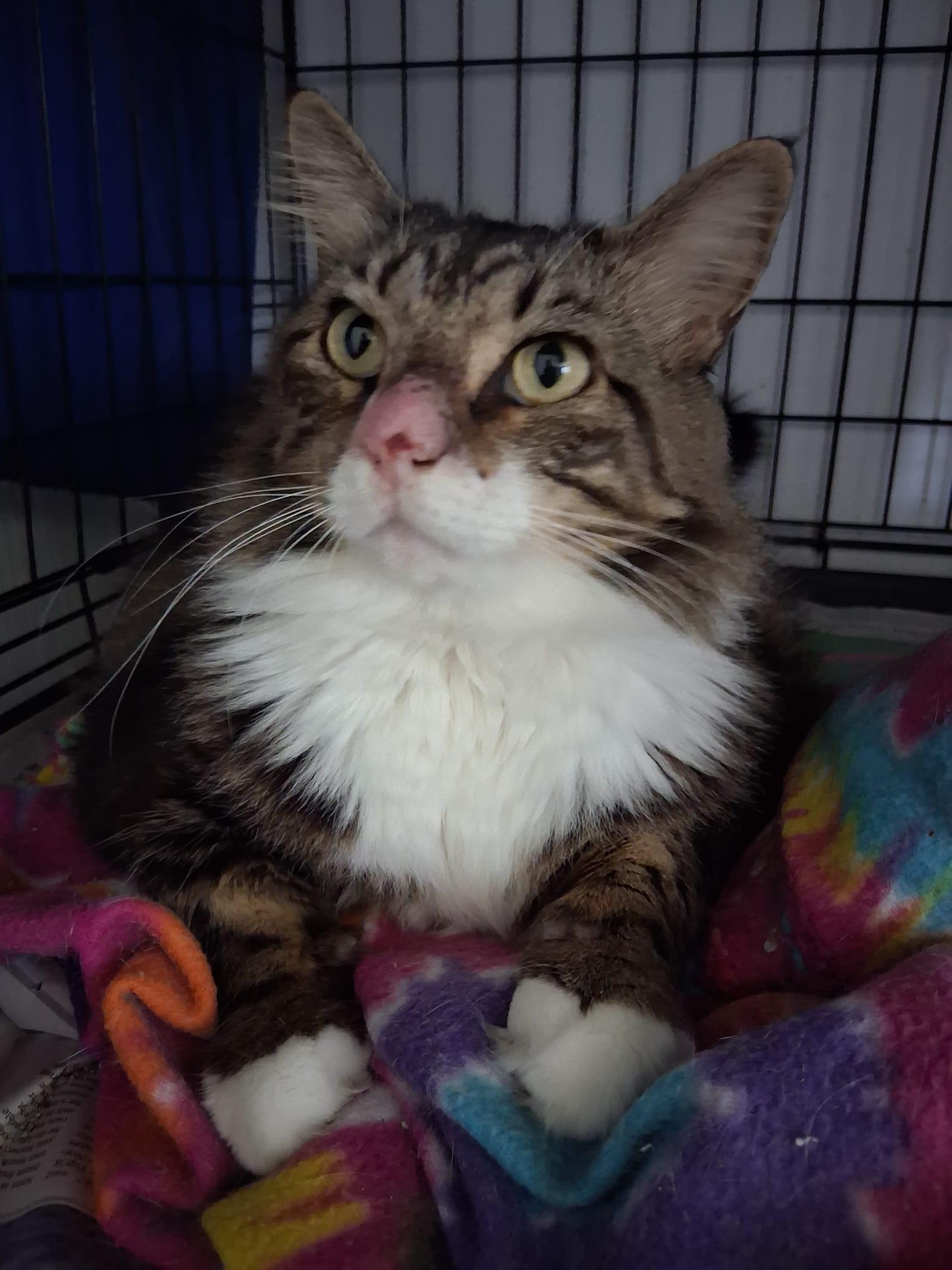 Cookie Girl, Adoptable, Young Female Maine Coon.