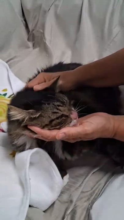 Enlarge Cookie Girl, a Adoptable Maine Coon in Parkland, FL video 4/4
