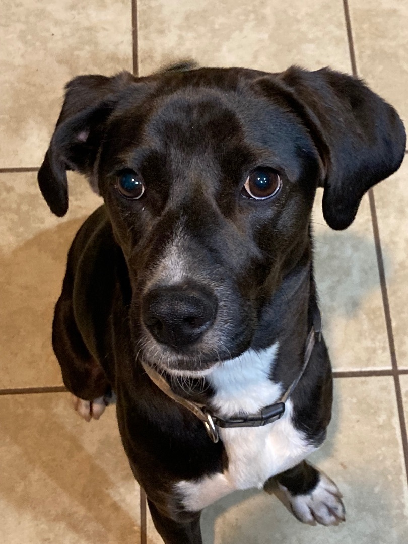 Peanut aka Pickles, an adoptable Mixed Breed in Wilkesboro, NC, 28697 | Photo Image 2